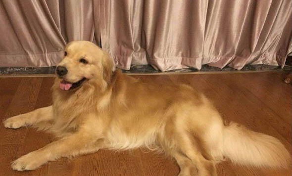 狗打得過狼么