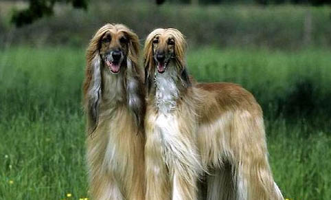 米格魯獵犬就是比格犬嗎