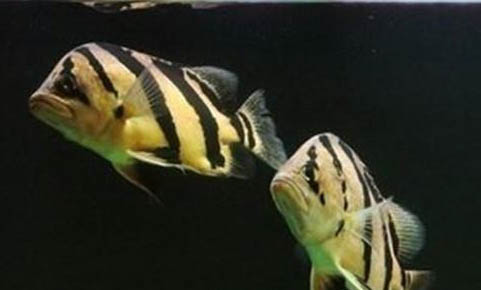 鶴頂紅金魚怎么才好養(yǎng)