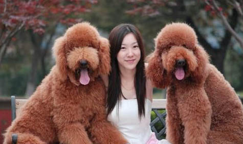 貴賓犬可以和人睡一起嗎