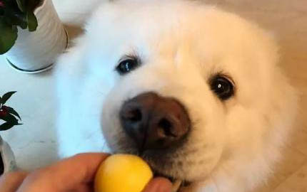 狗狗營養不良有哪些特征