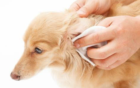 犬瘟治愈后多久可以洗澡