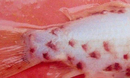 魚缸加蓋有哪些好處