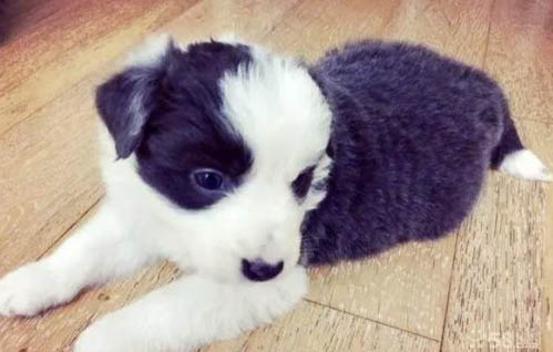澳大利亞牧羊犬一直叫不理它好嗎