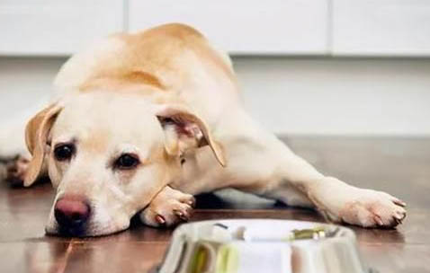 狗狗護食可以打嗎