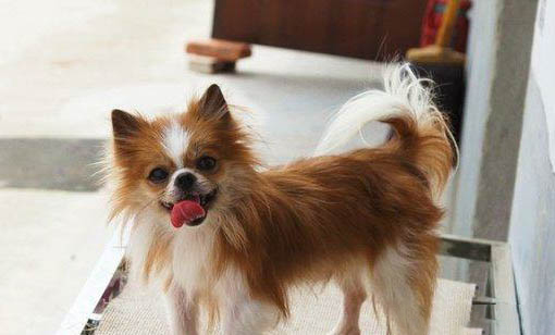博美犬的壽命一般是多久