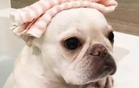 狗狗可以吃豬肉脯嗎