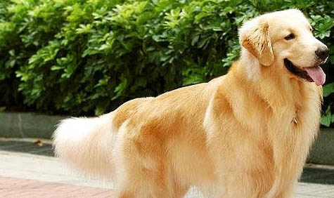 狗狗腳趾炎用紅霉素軟膏?