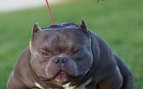 惡霸犬多少錢一只的