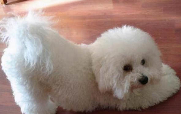 比熊犬和貴賓犬區別
