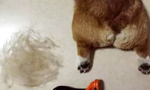 狗狗不能吃葡萄是什么原因