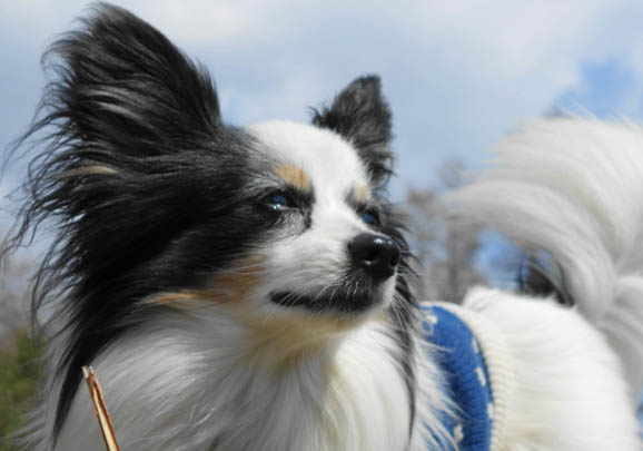白色蝴蝶犬多少錢一只(純種)