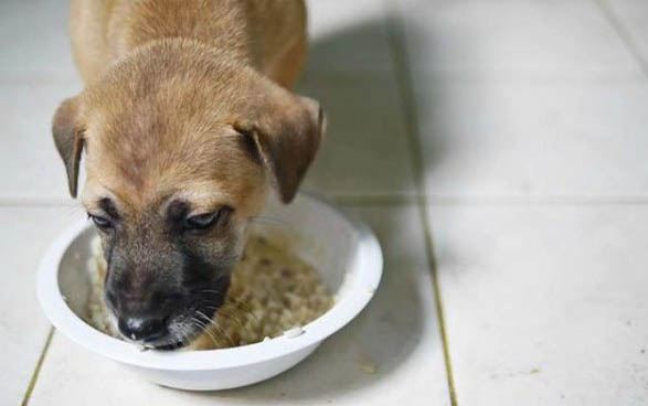 狗狗打完狂犬疫苗多久能出門？