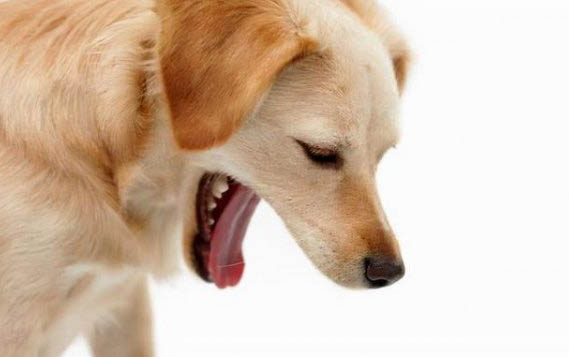 狗狗為什么喜歡睡在地上?