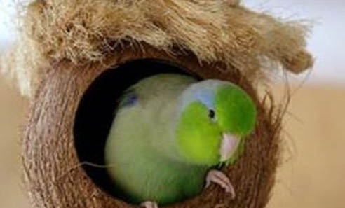 怎么飼養玄鳳鸚鵡?