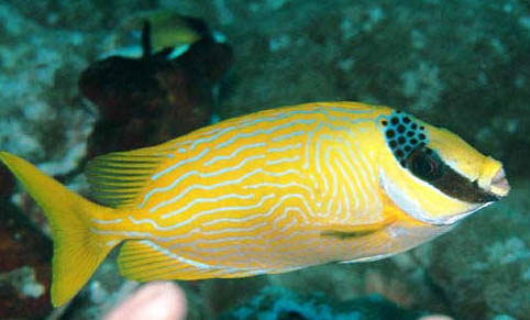海水狐貍魚怎么樣好養嗎
