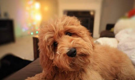 狗狗狗狗的壽命一般是多久