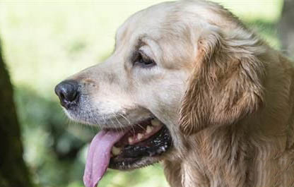 老年犬排尿增多的原因及處理方法