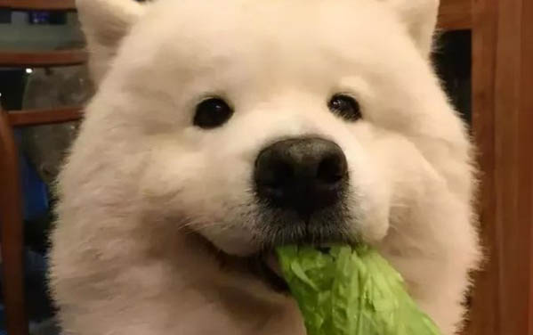 薩摩耶一般要多少錢