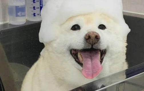 狗狗狗狗感冒拉肚子怎么辦