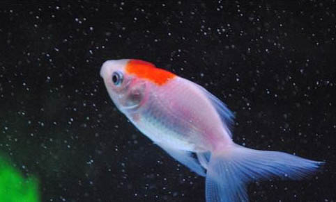 最好養(yǎng)的熱帶觀賞魚品種有哪些?