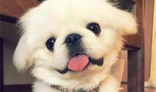 給狗狗吃什么毛會漂亮？