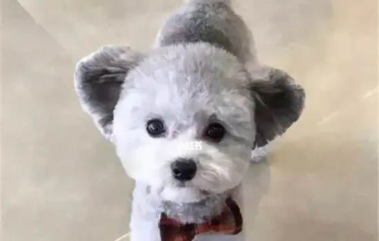 狗狗內(nèi)眼角有塊黑色膜