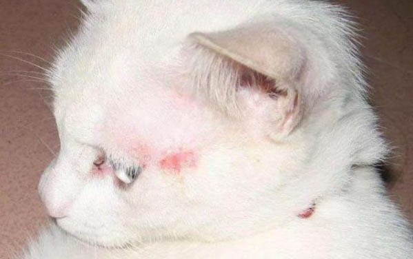 養貓的注意事項有哪些?