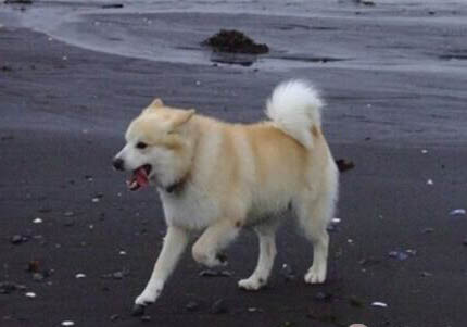 牧羊犬賽系和錘系哪個好