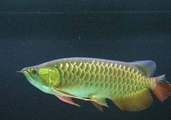 養魚能用自來水嗎