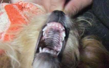 狗腸炎治療后不拉便能用開塞露嗎