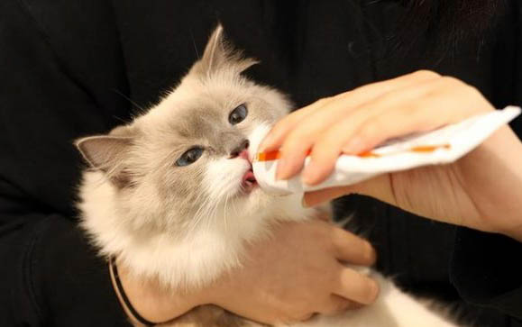 貓咪吃雞腿肉好嗎