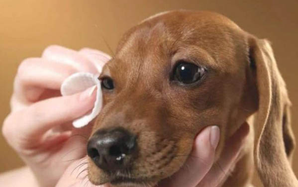 狗狗得過細小會怎么樣啊?