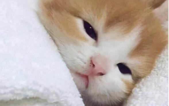 小貓一直嘔吐是怎么回事
