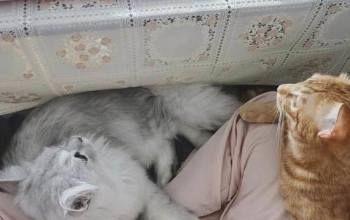 貓咪可以吃西蘭花和胡蘿卜嗎