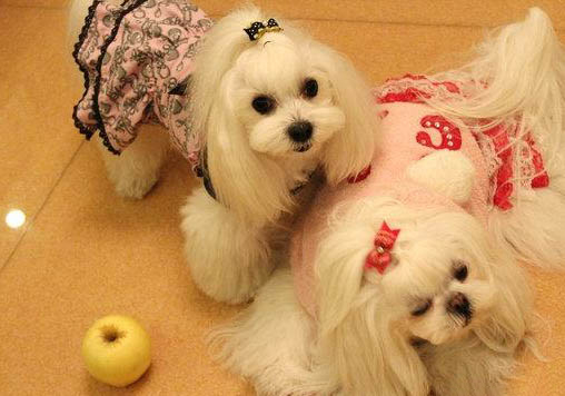 馬爾濟斯犬掉毛的原因