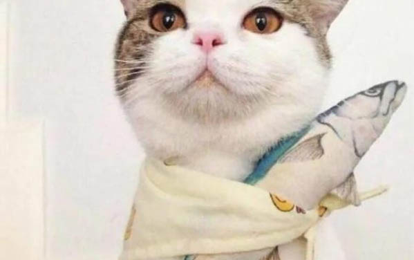 狗狗突然在沙發上拉屎
