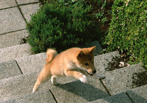 柴犬不聽話可以打嗎？