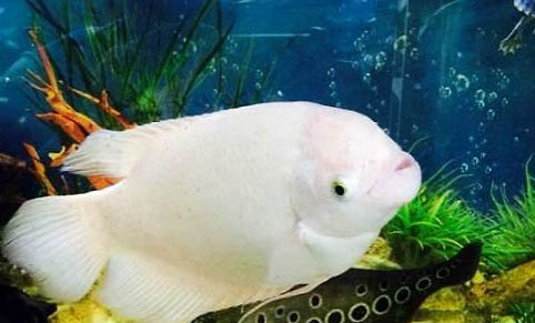 招財魚可以跟什么魚混養