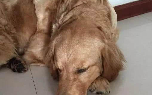 狗眼睛腫了是什么原因