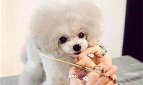 泰迪犬和比熊犬哪個好養