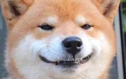 博美狗狗性格怎么樣啊