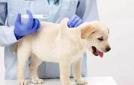幼犬得了冠狀能活嗎
