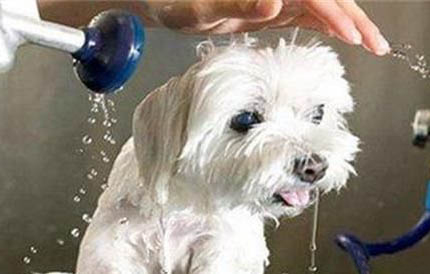 犬細小病毒可以活多久