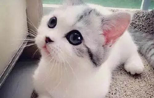 貓咪中耳炎怎么治療?