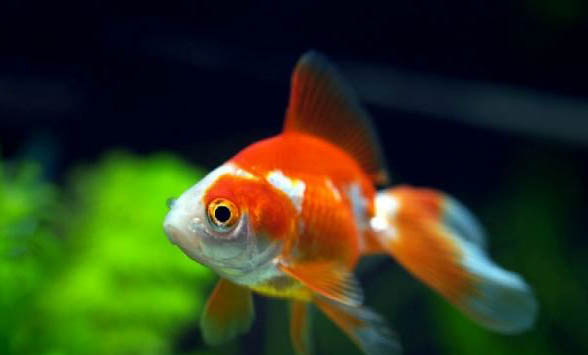 金魚一天喂幾次?