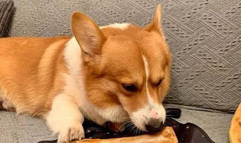 狗狗胃腸潰瘍多久會死掉