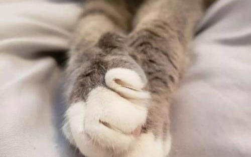 小貓打噴嚏流眼淚但活蹦亂跳