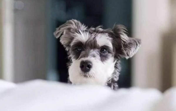 雪納瑞純種幼犬多少錢