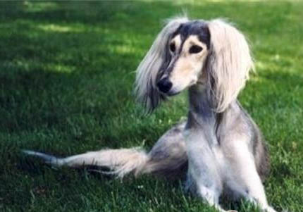 普羅特獵犬身體發抖是啥原因
